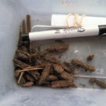 Wood Chip in Amgrow Seed Raising Mix