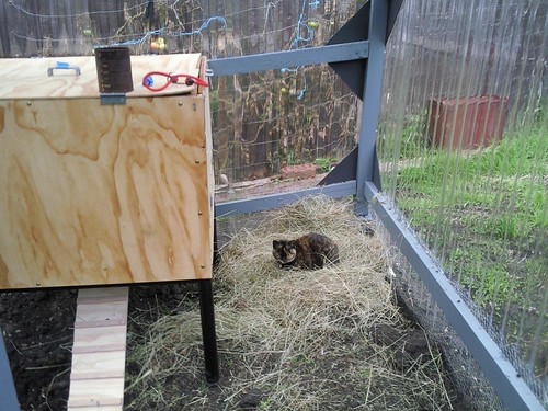 Milly testing out the hay - approved!