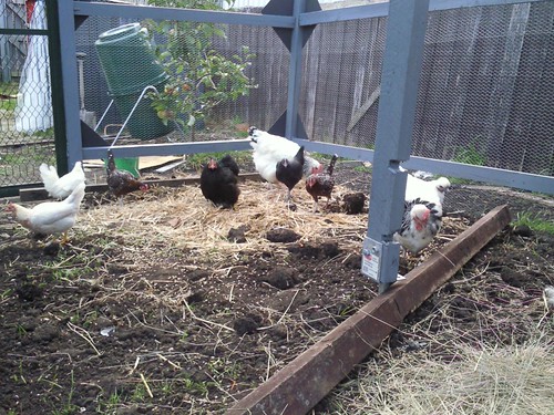 Girls in the new shed finally