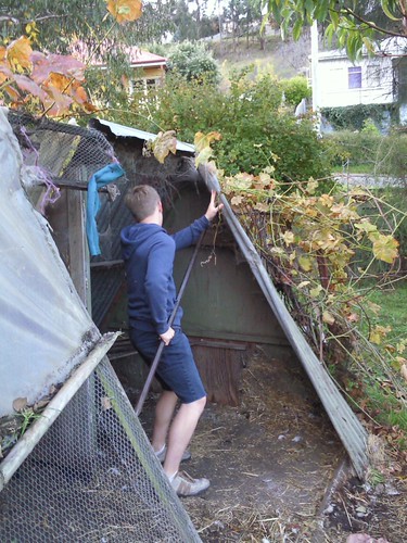 Old Chicken Shed demolition