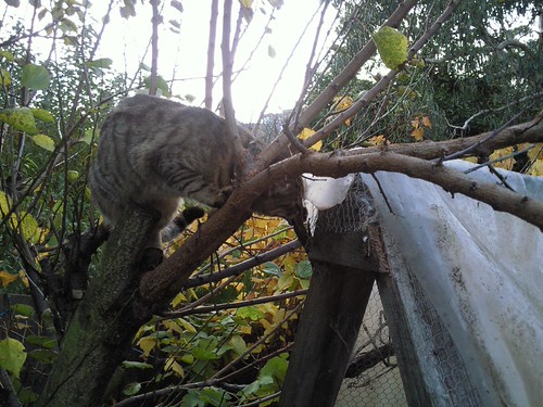Ruby cat peering in where the netting was removed