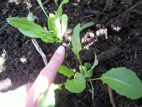 Transplanted into soil blocks