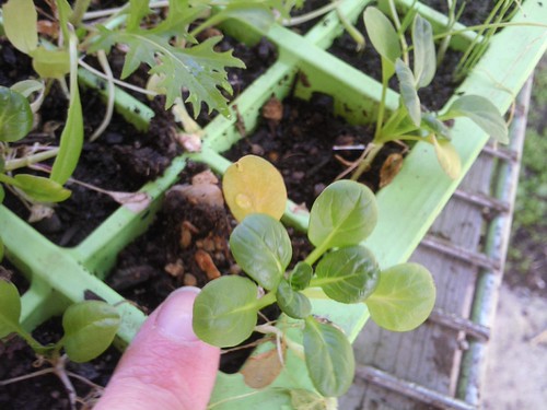seedling thinned out, left in seedling cells