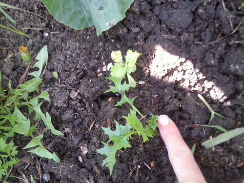 Transplanted into soil blocks