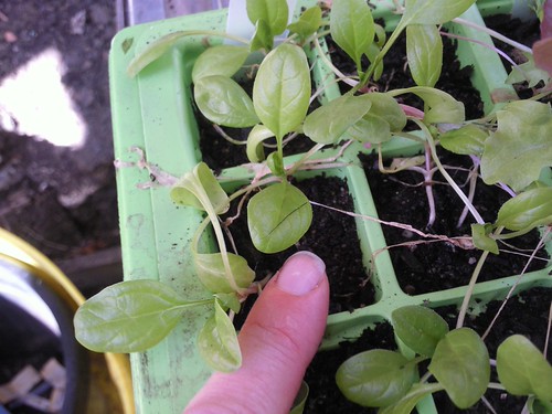 Seed planted thinly