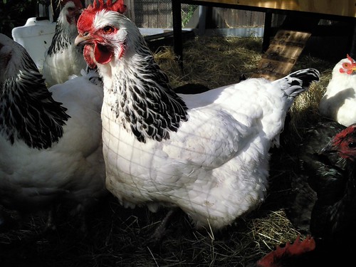 Gardening Turkey
