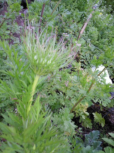 Carrot going to seed