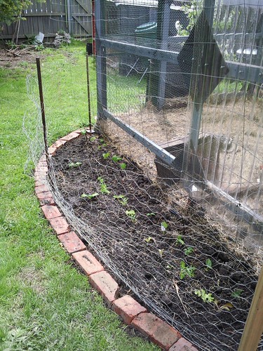 Shade bed for the chookshed