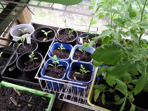 A few too many tomatos