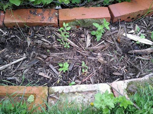 Double Brick edges with Oregano