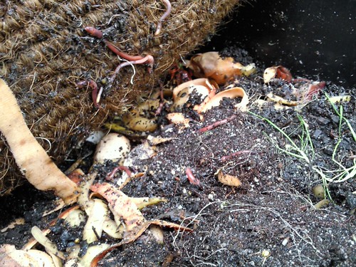 Worms at work