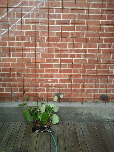 Trellis up now for Kiwi Fruit Vines