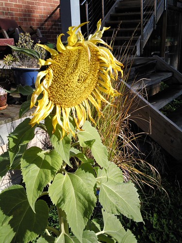 Winter Sunflower