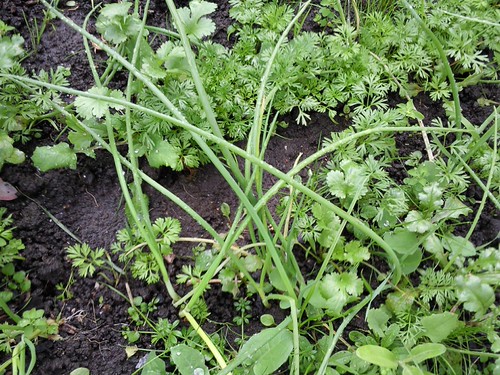 Intentional carrots and onions