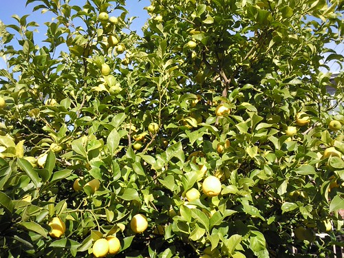 Lemon surplus