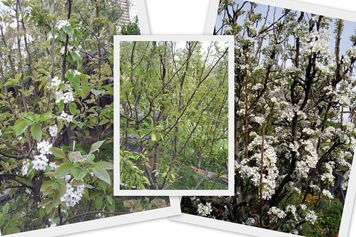 Which of these pear treees is not like the other one?