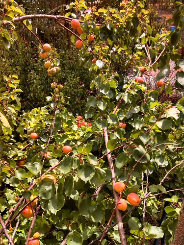 Apricot Picking
