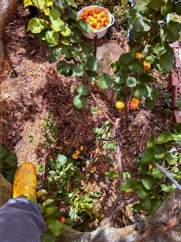 Apricot Picking