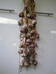Garlic Harvest Jan 2011