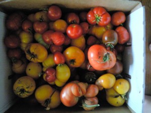 Tomatoes from the garden Tomatoes from the garden