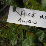 Pear name tag