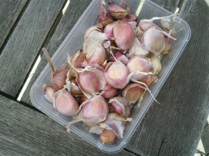 Garlic for planting