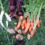 Assorted Root Vegetables carrots, beetroot, spuds