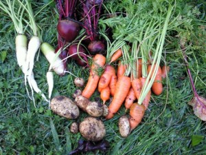 carrots, beetroot, spuds